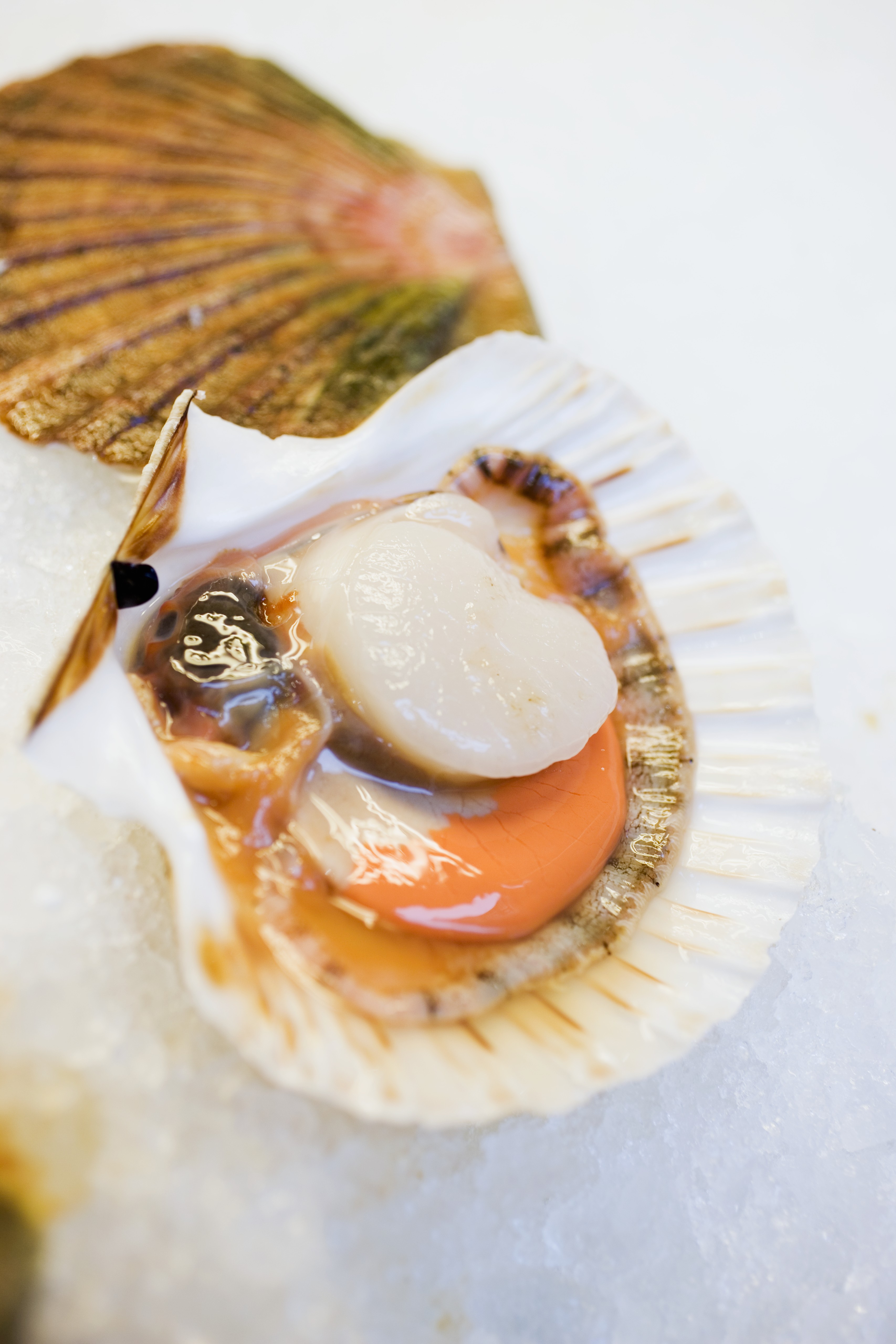 La gamme SaintJacques TerreAzur finesse de la coquille vivante, saveur de la noix décortiquée La gamme SaintJacques TerreAzur finesse de la coquille vivante, saveur de la noix décortiquée