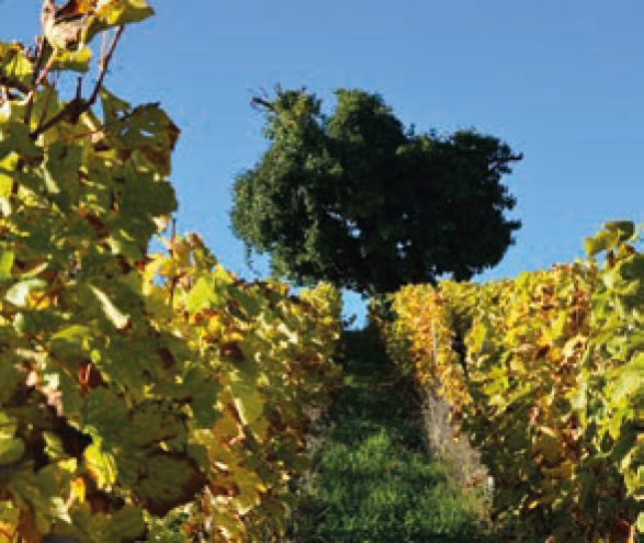 Photos © Domaine Jean Masson & Fils