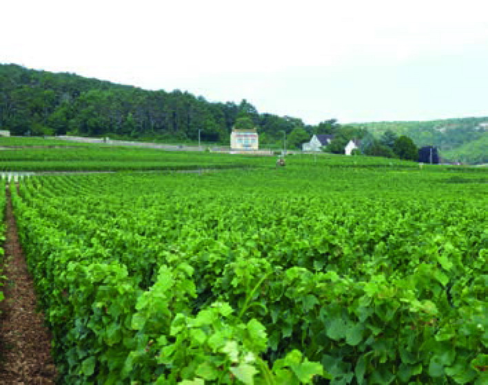 Photos © Domaine Jean Masson & Fils