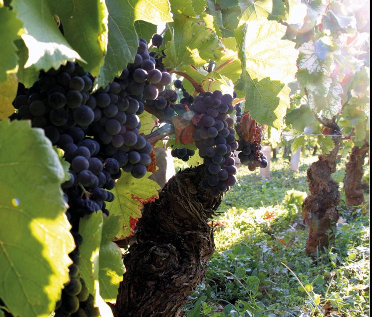 Photos © Domaine Marchand-Grillot