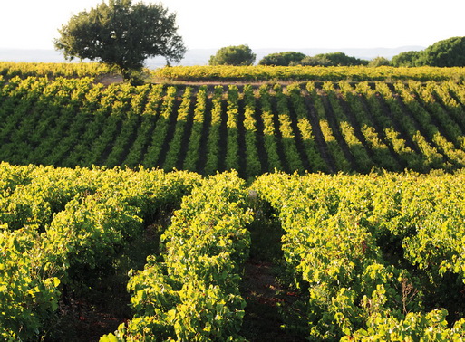 Photos © Domaine Clos des Centenaires/B. Vié