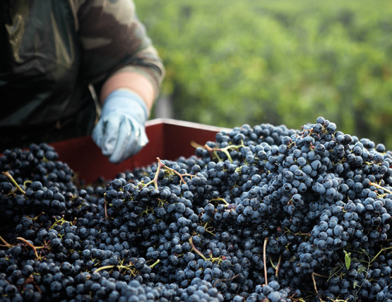 Photos © Domaine Château Batailley