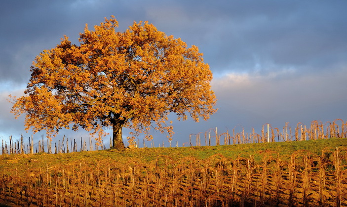 Photos © Domaine Pierre Gonon