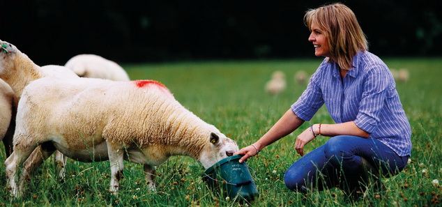 Photos ©Bord Bia - Agneaux Irlandais