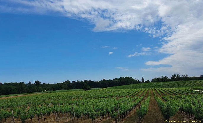 Domaine Château de France : Un domaine qui rime avec excellence