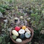 Courges : Les reines de l’automne