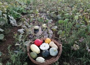 Courges : Les reines de l’automne