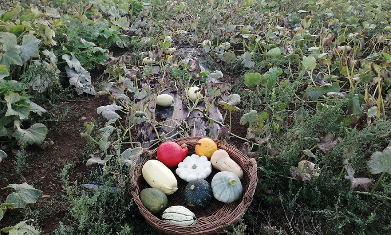 Courges : Les reines de l’automne