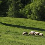 Viandes ovines et bovines : comment faire le choix du durable ?