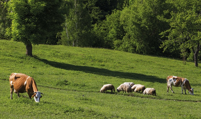 Viandes ovines et bovines : comment faire le choix du durable ?