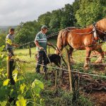 Domaine Château Le Puy et Closerie Saint Roc : domaines de la famille Amoreau sans intrants depuis 400 ans