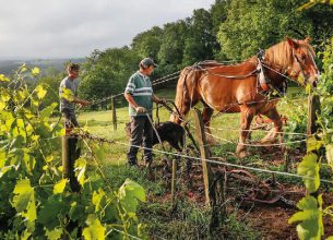 Domaine Château Le Puy et Closerie Saint Roc : domaines de la famille Amoreau sans intrants depuis 400 ans