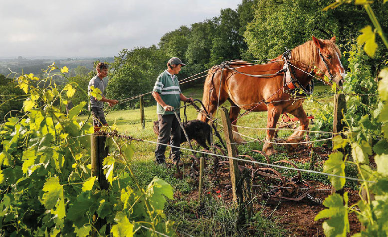 Domaine Château Le Puy et Closerie Saint Roc : domaines de la famille Amoreau sans intrants depuis 400 ans