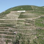 Domaine Vidal-Fleury : La maison Vidal-Fleury, négociant-éleveur spécialiste de la vallée du Rhône du nord au sud