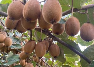 Le kiwi, l’exotique vitaminé à la française