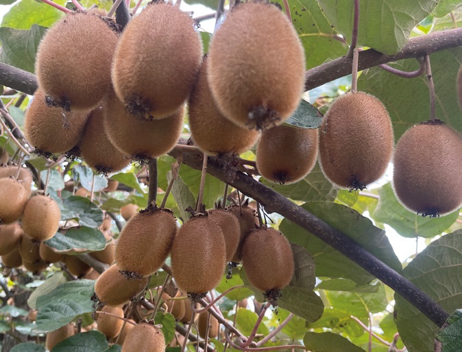 Le kiwi, l’exotique vitaminé à la française