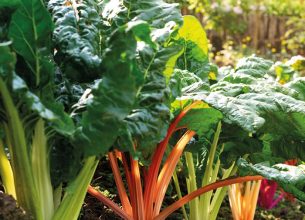 La Blette, ou le légume oublié à réveiller