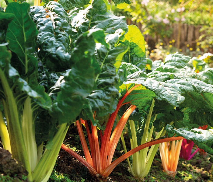 La Blette, ou le légume oublié à réveiller