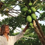 Des fruits moins exotiques qu’il n’y paraît