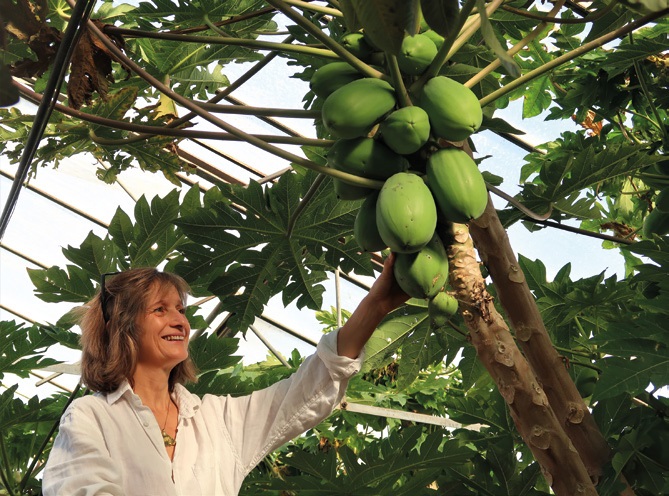 Des fruits moins exotiques qu’il n’y paraît