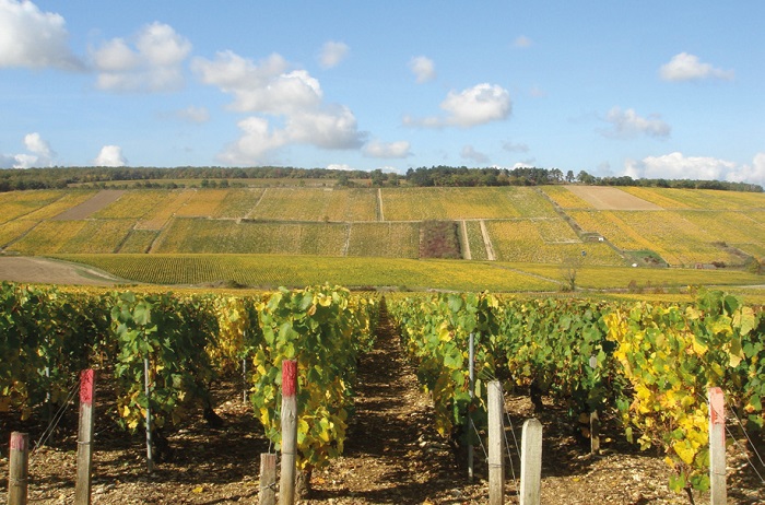 Domaine Daniel-Étienne Defaix : Gloire au chablis