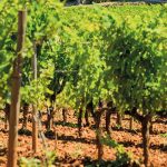Domaine Château La Calisse : Des vins comme des œuvres d’art