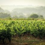 Domaine Guilbaud Frères : le muscadet gastronomique