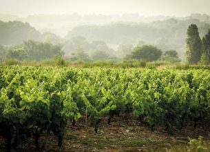 Domaine Guilbaud Frères : le muscadet gastronomique