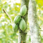 Le chocolat pure origine, loin des standards