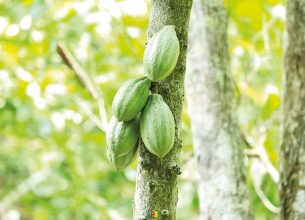 Le chocolat pure origine, loin des standards