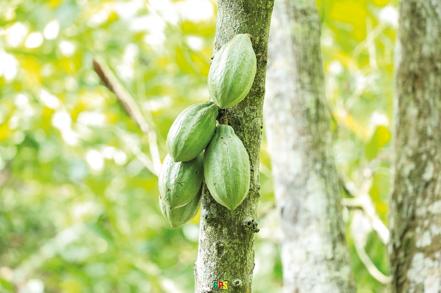 Le chocolat pure origine, loin des standards