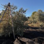 L’huile d’olive, merveille de la méditerranée