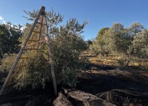 L’huile d’olive, merveille de la méditerranée