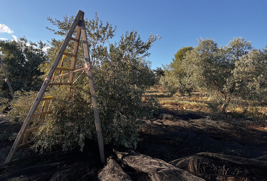 L’huile d’olive, merveille de la méditerranée