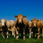 Bord Bia promeut le bœuf IGP « Irish Grass Fed Beef »