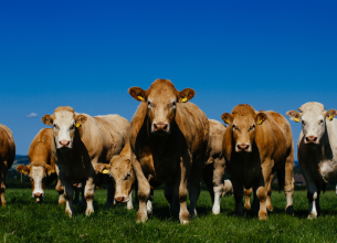 Bord Bia promeut le bœuf IGP « Irish Grass Fed Beef »