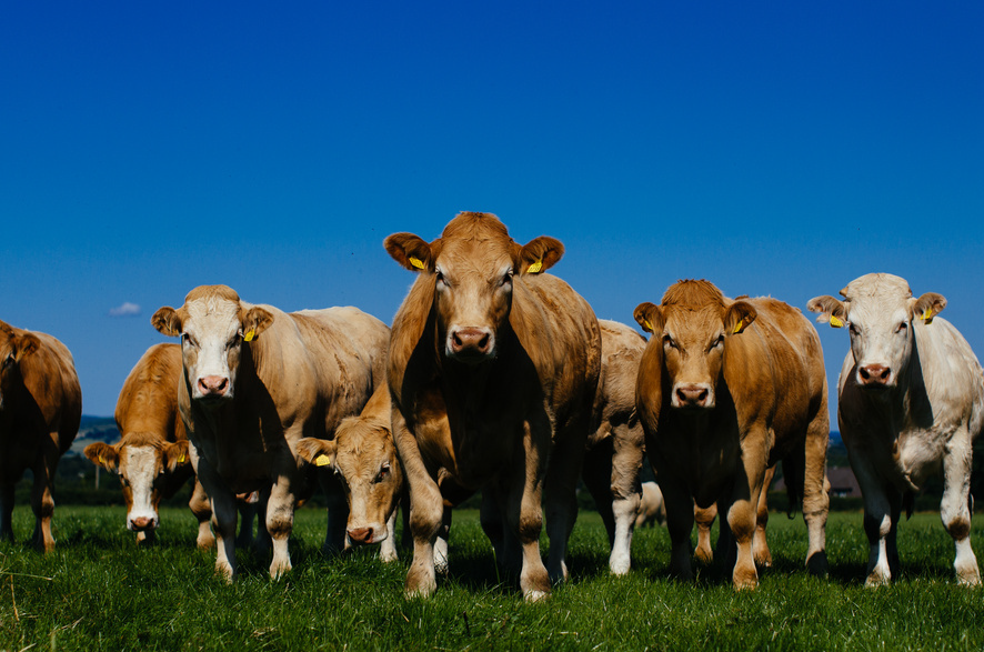 Bord Bia promeut le bœuf IGP « Irish Grass Fed Beef »