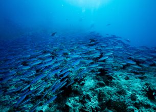 Un colloque pour la pêche durable en février