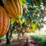Un nouvel appel à projet pour le cacao lancé par le Fonds Solidaire Valrhona