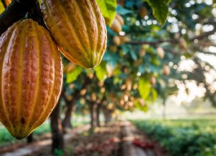 Un nouvel appel à projet pour le cacao lancé par le Fonds Solidaire Valrhona