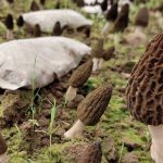 La morille, champignon confidentiel