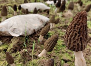 La morille, champignon confidentiel