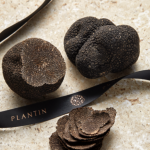 Plantin renforce sa présence dans le Sud-Ouest pour dynamiser la trufficulture française