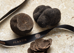 Plantin renforce sa présence dans le Sud-Ouest pour dynamiser la trufficulture française