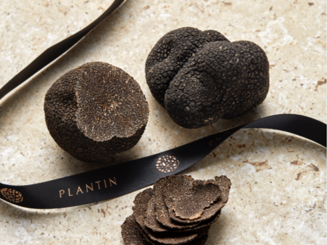 Plantin renforce sa présence dans le Sud-Ouest pour dynamiser la trufficulture française