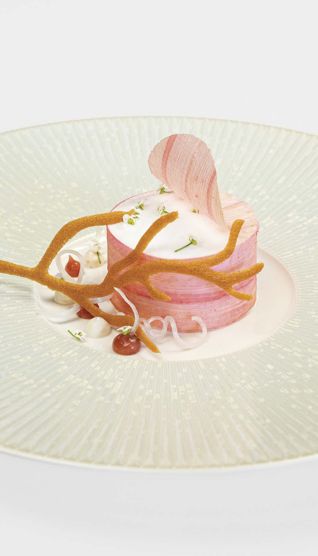 Rhubarbe-Sureau « mise en boîte »