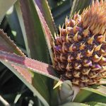 L’ananas :  indétrônable « roi des fruits »