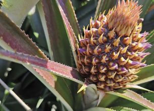 L’ananas :  indétrônable « roi des fruits »