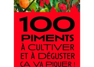 Un guide complet pour explorer le piment, de la culture à l’assiette