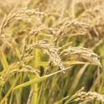 Le riz : un potentiel infini